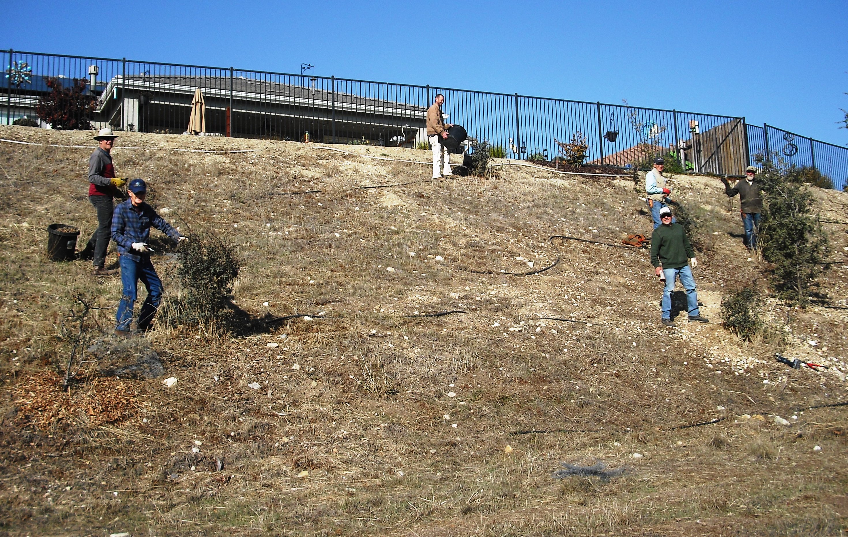 Removing cages and mulching around the trees.